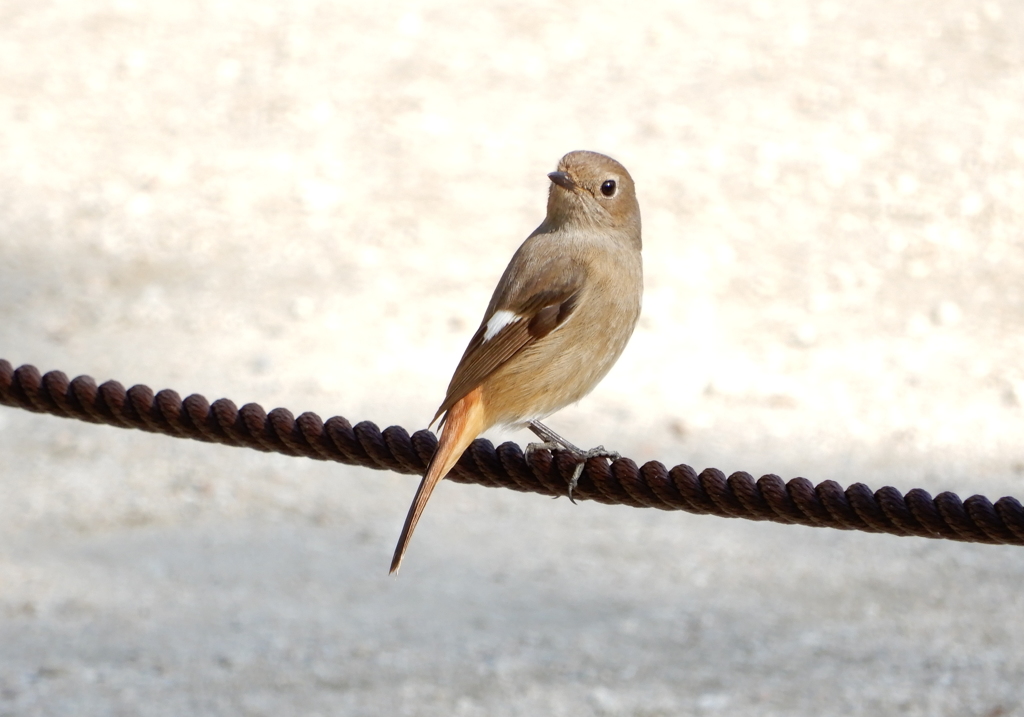 縮景園　ジョウビタキのメス