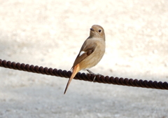 縮景園　ジョウビタキのメス