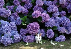 大久野島　紫陽花と兎