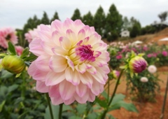 世羅高原農場ダリア祭り