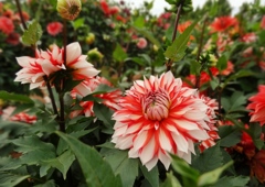 世羅高原農場ダリア祭り