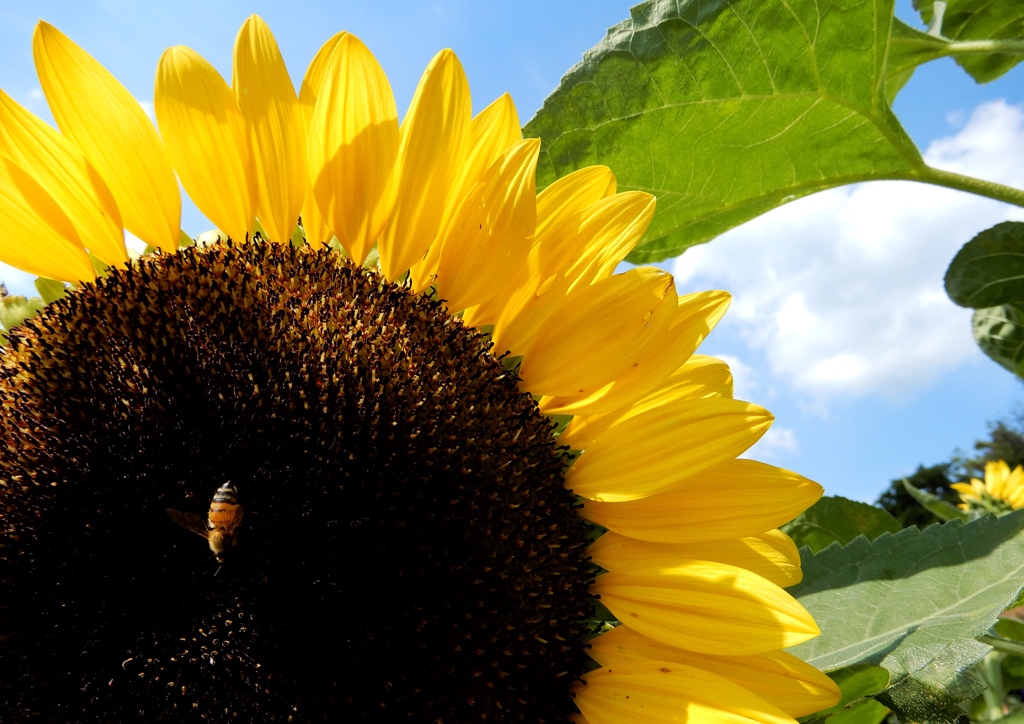 世羅高原農場ひまわり2