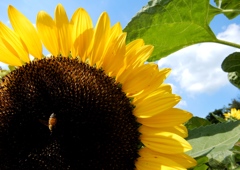 世羅高原農場ひまわり2