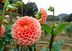 世羅高原農場ダリア祭り