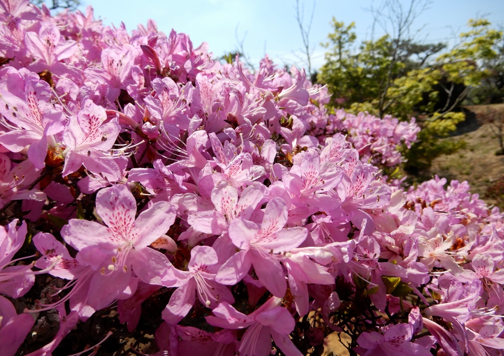 ピンクのツツジ