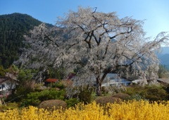 湯来町 竹下桜