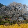 湯来町 竹下桜