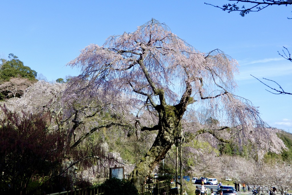 神原の枝垂桜