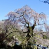 神原の枝垂桜