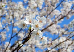 元安川　ソメイヨシノ　