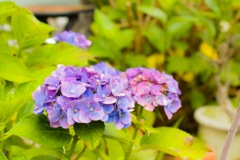 紫陽花