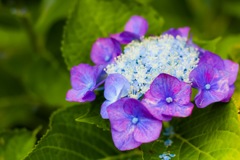 紫陽花