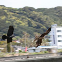 カラス vs トンビ