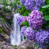 涼み花