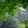入梅