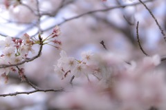 sakura