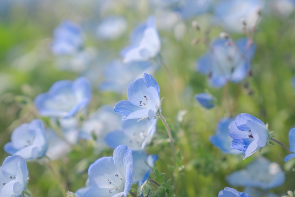 blue babies