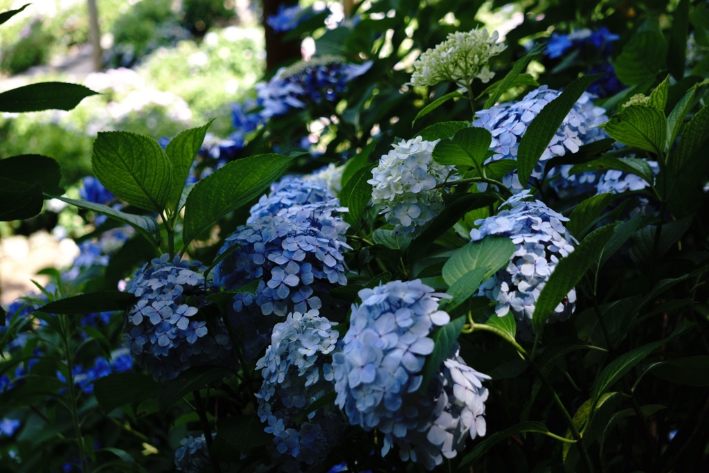 木陰で休む花々