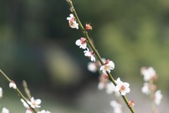 UME