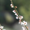UME