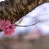 春の訪れ