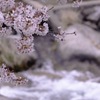 桜と川