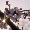 夕日に透ける