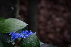 hydrangea