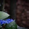 hydrangea