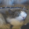 ポカポカ