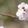 春爛漫