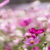 cosmos