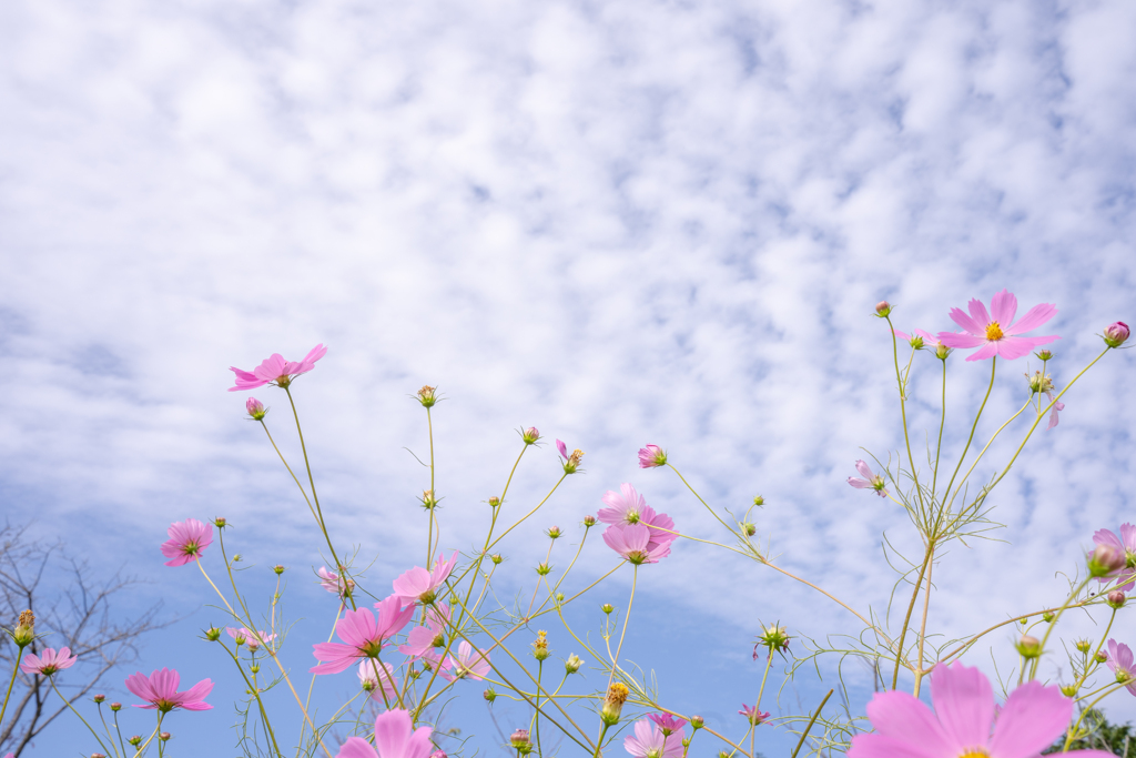 うろこ雲