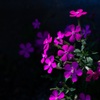The light