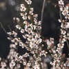 風に揺れる梅