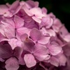 桃色紫陽花