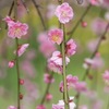 花暖簾