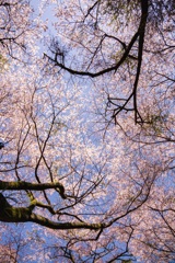 milkyway of cherry blossom