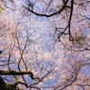 milkyway of cherry blossom