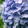 Rain color
