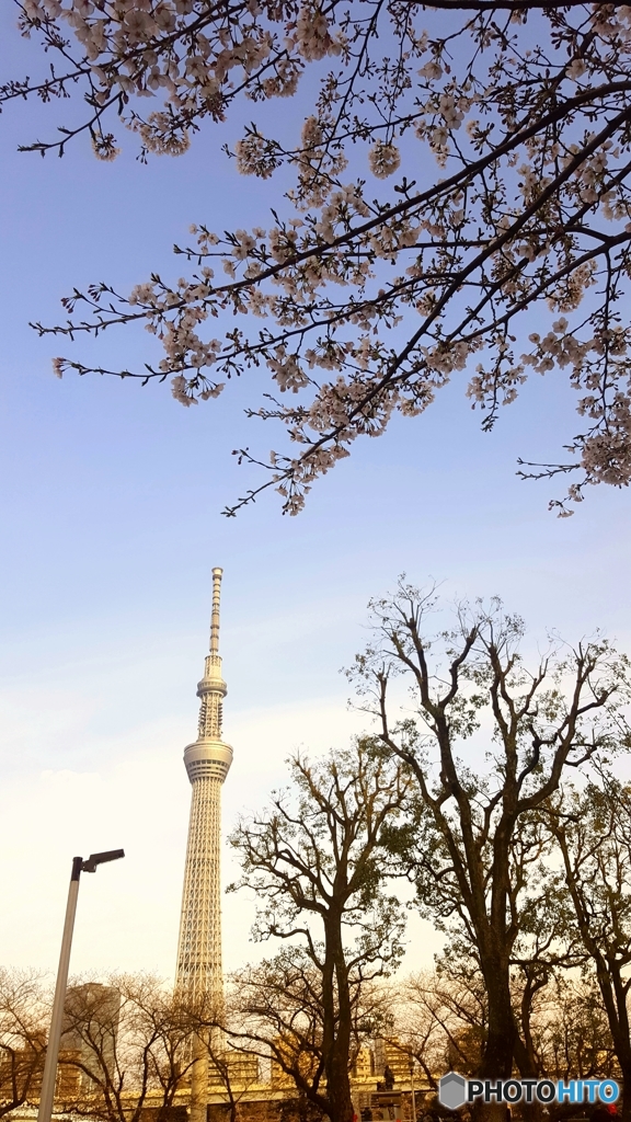 スカイツリーと桜