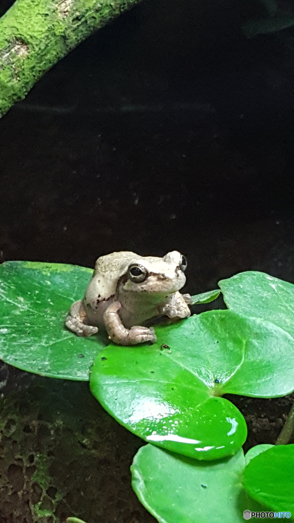 アマガエル