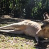 カンガルーの休日