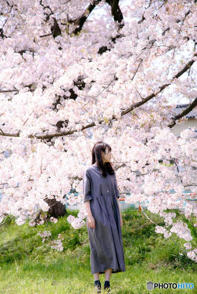 顔の見えない桜ポートレート②