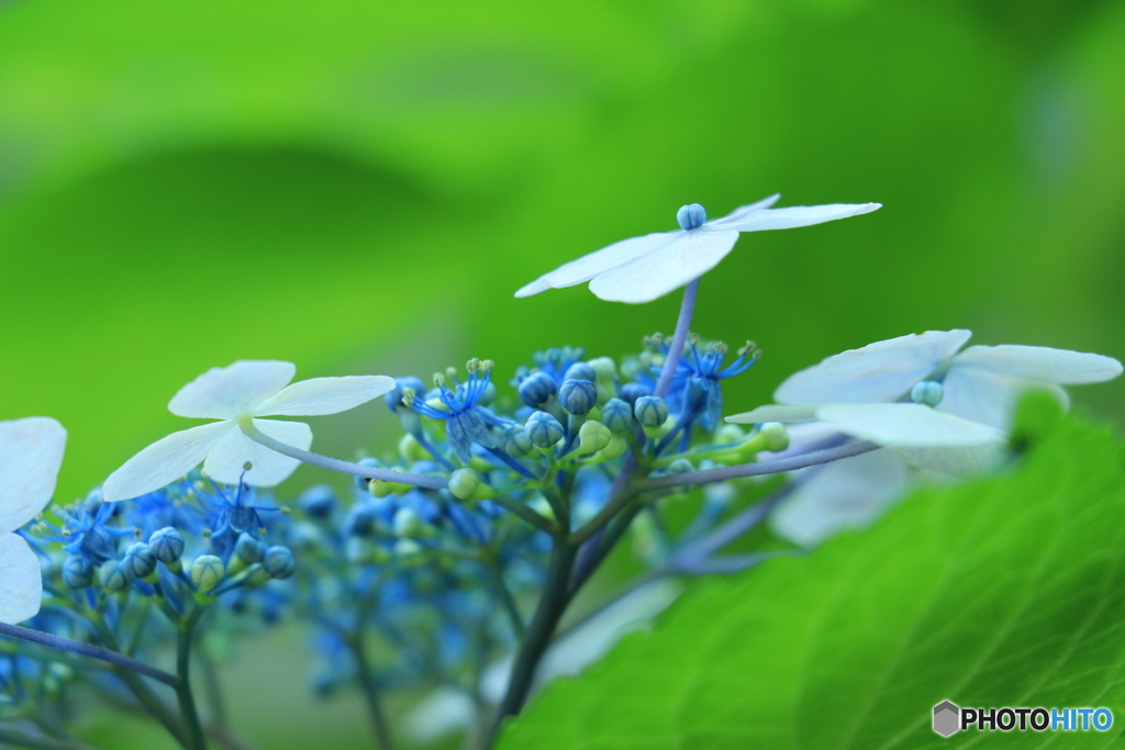 紫陽花