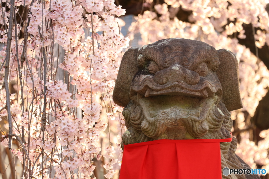 狛犬としだれ桜