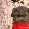 狛犬としだれ桜