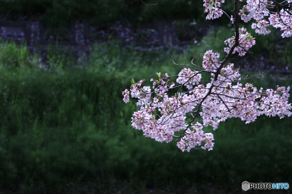 川沿いの桜