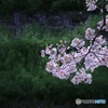 川沿いの桜