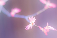 はばたき。